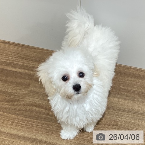 鳥取県のトイプードル(トイ) (ペッツワン 日吉津店/2026年1月11日生まれ/女の子/ホワイト)の子犬の3枚目の画像