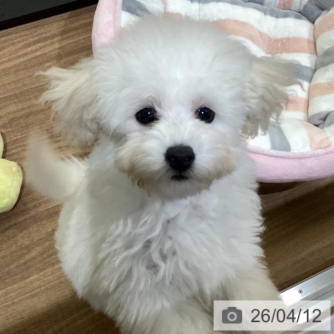 鳥取県のトイプードル(トイ) (ペッツワン 日吉津店/2026年1月11日生まれ/女の子/ホワイト)の子犬の3枚目の画像