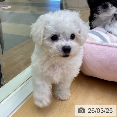 香川県のビションフリーゼ (ペットプラス 綾川店/2026年1月19日生まれ/男の子/ホワイト)の子犬の4枚目の画像