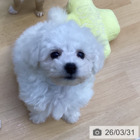 香川県のビションフリーゼ (ペットプラス 綾川店/2026年1月19日生まれ/男の子/ホワイト)の子犬の4枚目の画像