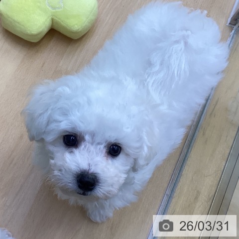 香川県のビションフリーゼ (ペットプラス 綾川店/2026年1月19日生まれ/男の子/ホワイト)の子犬の3枚目の画像