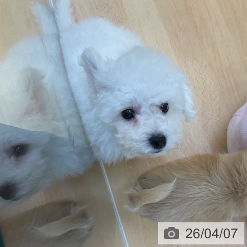 香川県のビションフリーゼ (ペットプラス 綾川店/2026年1月19日生まれ/男の子/ホワイト)の子犬の4枚目の画像