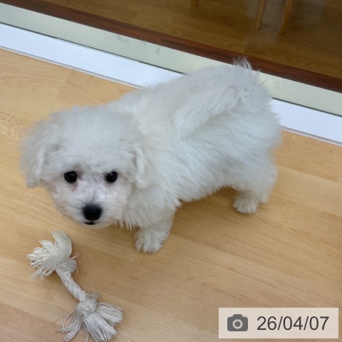 香川県のビションフリーゼ (ペットプラス 綾川店/2026年1月19日生まれ/男の子/ホワイト)の子犬の3枚目の画像