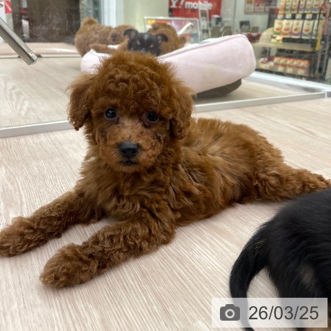 トイ・プードルの写真