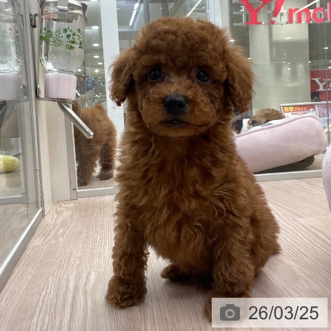 トイ・プードルの写真