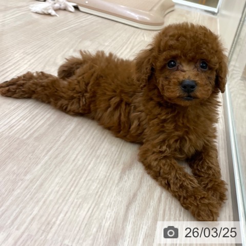 トイ・プードルの写真