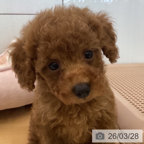 香川県のトイプードル(トイ) (ペットプラス 高松店/2026年1月21日生まれ/男の子/レッド)の子犬の4枚目の画像