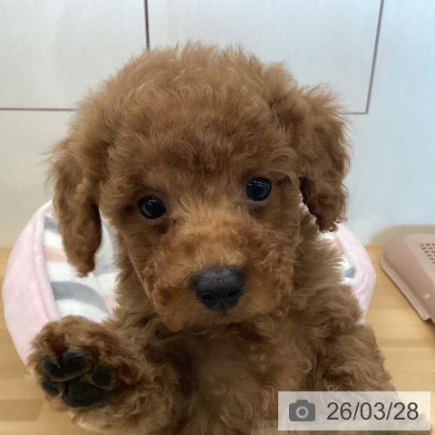 香川県のトイプードル(トイ) (ペットプラス 高松店/2026年1月21日生まれ/男の子/レッド)の子犬の3枚目の画像