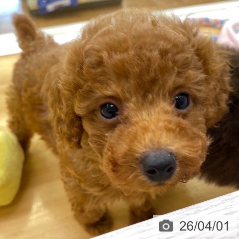 香川県のトイプードル(トイ) (ペットプラス 高松店/2026年1月21日生まれ/男の子/レッド)の子犬の3枚目の画像