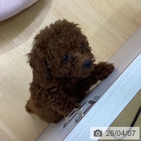 三重県のトイプードル(トイ) (ペットプラス 津南店/2026年1月21日生まれ/男の子/レッド)の子犬の4枚目の画像