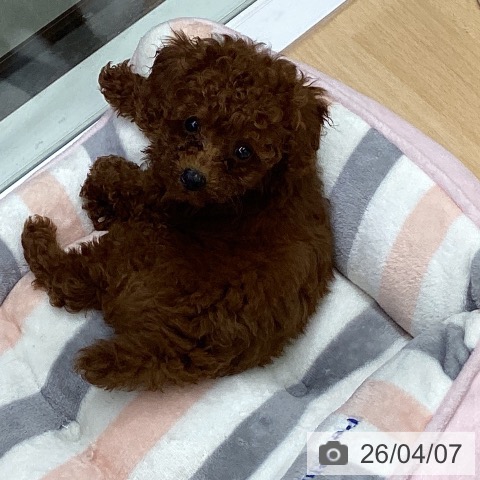 三重県のトイプードル(トイ) (ペットプラス 津南店/2026年1月21日生まれ/男の子/レッド)の子犬の3枚目の画像