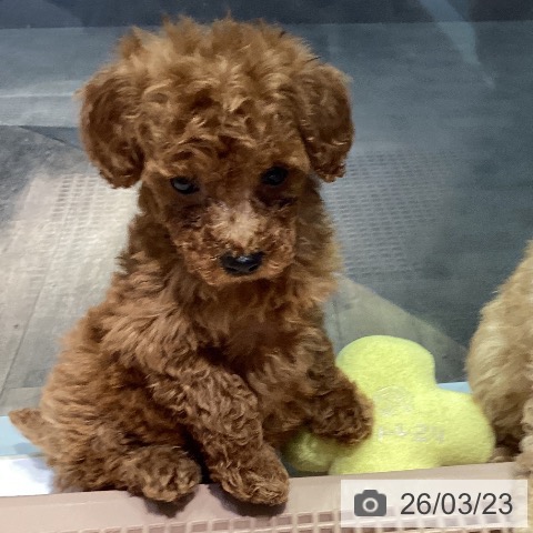 トイ・プードルの写真