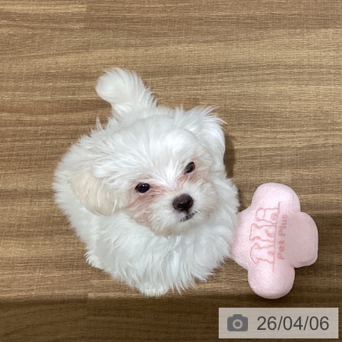 鳥取県のマルチーズ (ペッツワン 日吉津店/2026年1月21日生まれ/女の子/ホワイト)の子犬の4枚目の画像