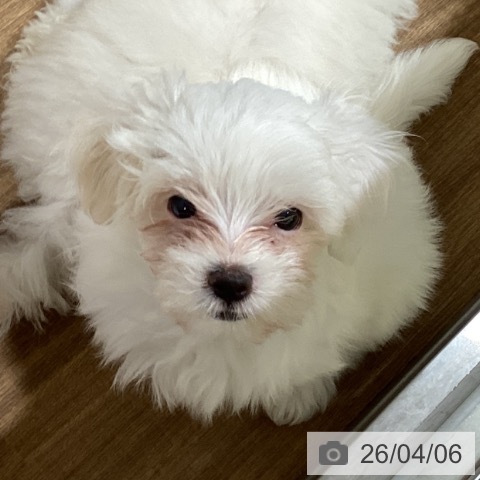 鳥取県のマルチーズ (ペッツワン 日吉津店/2026年1月21日生まれ/女の子/ホワイト)の子犬の3枚目の画像