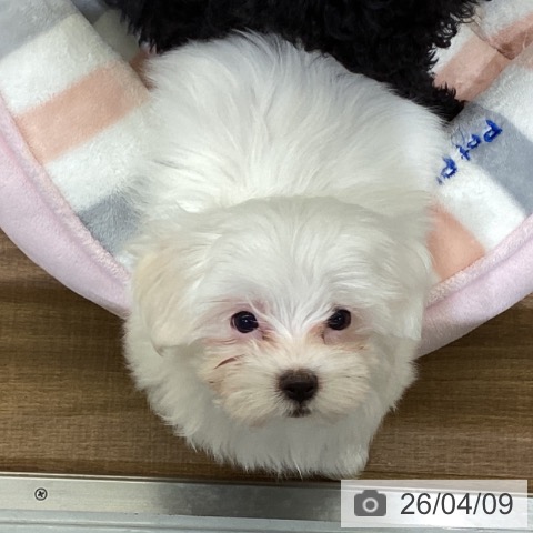 鳥取県のマルチーズ (ペッツワン 日吉津店/2026年1月21日生まれ/女の子/ホワイト)の子犬の3枚目の画像