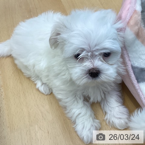 マルチーズの写真