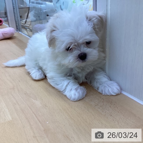 マルチーズの写真