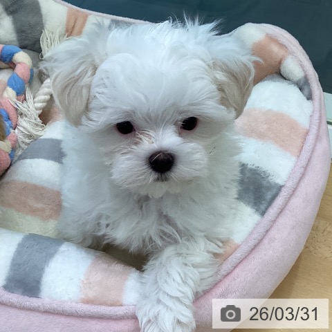 香川県のマルチーズ (ペットプラス 綾川店/2026年1月21日生まれ/女の子/ホワイト)の子犬の3枚目の画像
