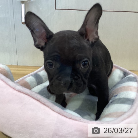香川県のフレンチブルドッグ (ペットプラス 高松店/2026年1月19日生まれ/男の子/ブリンドル)の子犬の4枚目の画像