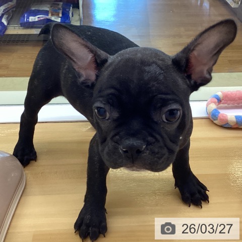 香川県のフレンチブルドッグ (ペットプラス 高松店/2026年1月19日生まれ/男の子/ブリンドル)の子犬の3枚目の画像