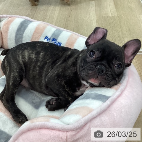 愛媛県のフレンチブルドッグ (ペットプラス 新居浜店/2026年1月19日生まれ/女の子/ブリンドル)の子犬の4枚目の画像