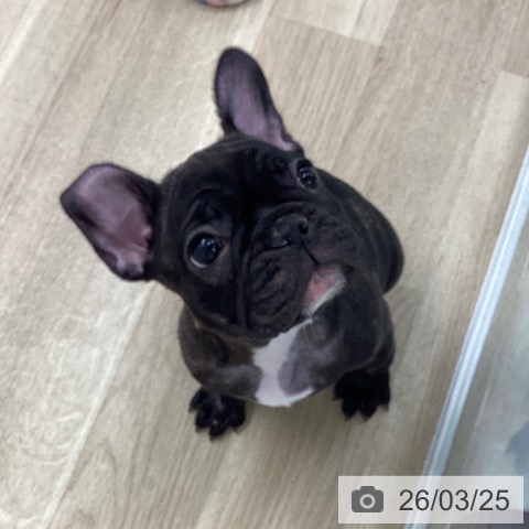 愛媛県のフレンチブルドッグ (ペットプラス 新居浜店/2026年1月19日生まれ/女の子/ブリンドル)の子犬の3枚目の画像