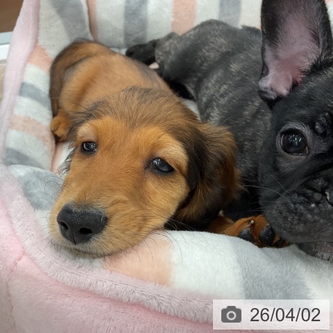 福井県のカニンヘンダックスフンド(ロング) (ペットプラス 福井店/2026年1月16日生まれ/男の子/レッド)の子犬の4枚目の画像