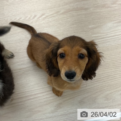 福井県のカニンヘンダックスフンド(ロング) (ペットプラス 福井店/2026年1月16日生まれ/男の子/レッド)の子犬の3枚目の画像