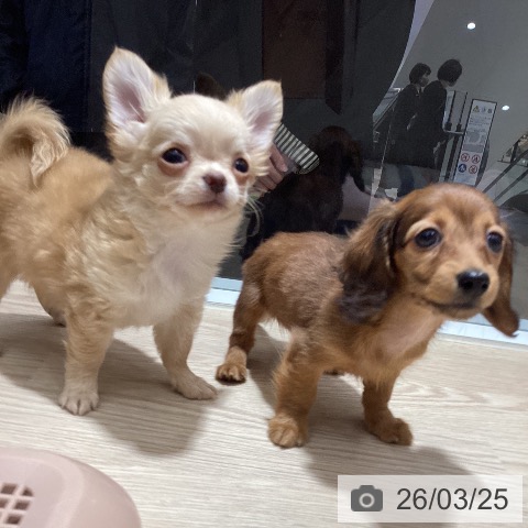 カニーンヘン・ダックスフンドの写真