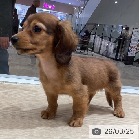 カニーンヘン・ダックスフンドの写真