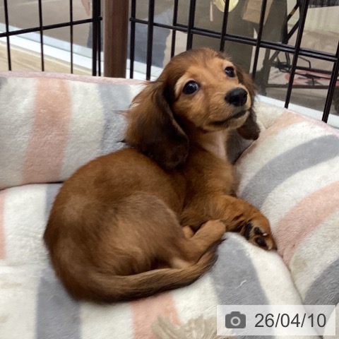 愛媛県のカニンヘンダックスフンド(ロング) (ペットプラス 新居浜店/2026年1月16日生まれ/女の子/レッド)の子犬の3枚目の画像