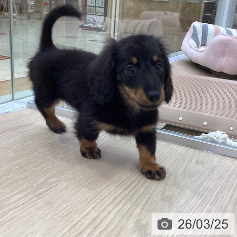 愛知県のカニンヘンダックスフンド(ロング) (ペットプラス ナゴヤドーム前店/2026年1月10日生まれ/女の子/ブラックタン)の子犬の4枚目の画像