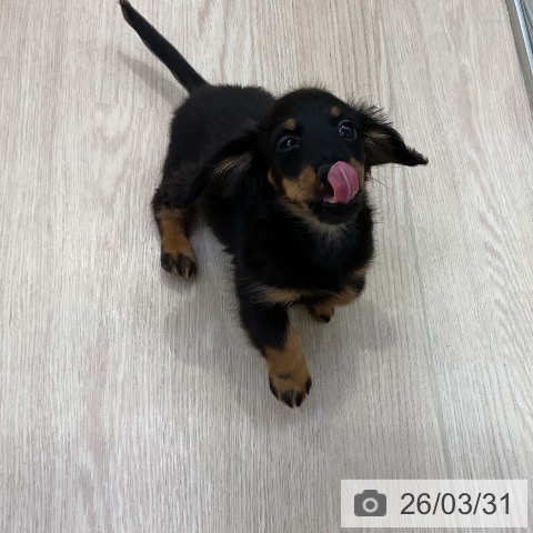 愛知県のカニンヘンダックスフンド(ロング) (ペットプラス ナゴヤドーム前店/2026年1月10日生まれ/女の子/ブラックタン)の子犬の3枚目の画像