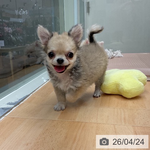 千葉県のチワワ(ロング) (ペットプラス 成田店/2026年1月16日生まれ/男の子/フォーン)の子犬の4枚目の画像