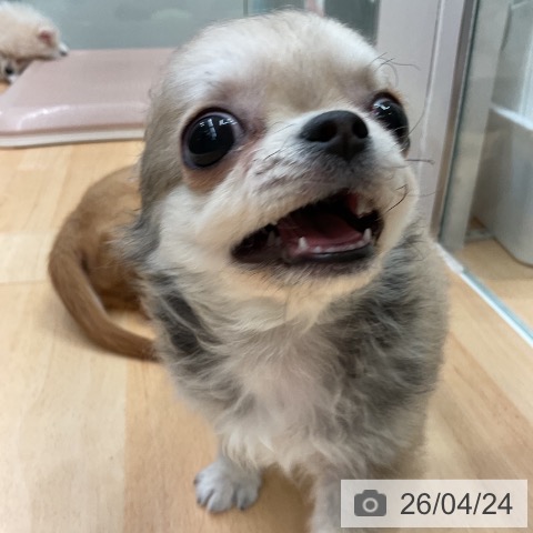 千葉県のチワワ(ロング) (ペットプラス 成田店/2026年1月16日生まれ/男の子/フォーン)の子犬の3枚目の画像