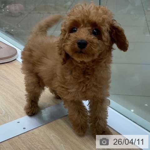 三重県のトイプードル(トイ) (ペットプラス 四日市泊店/2026年1月19日生まれ/男の子/アプリコット)の子犬の4枚目の画像