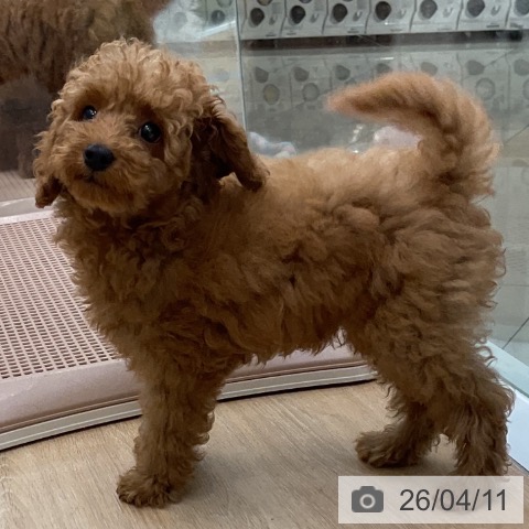 三重県のトイプードル(トイ) (ペットプラス 四日市泊店/2026年1月19日生まれ/男の子/アプリコット)の子犬の3枚目の画像