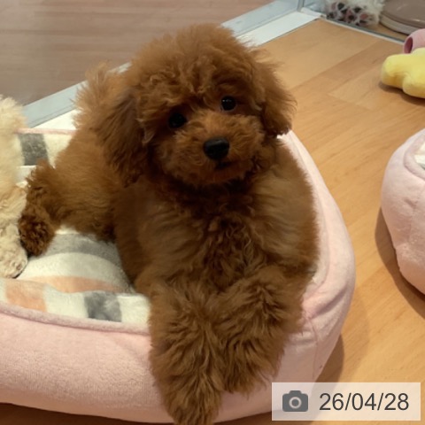 三重県のトイプードル(トイ) (ペットプラス 東員店/2026年1月19日生まれ/男の子/アプリコット)の子犬の3枚目の画像