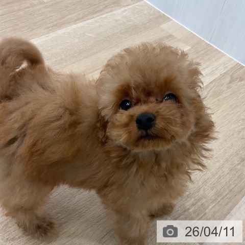 愛知県のトイプードル(トイ) (ペットプラス 熱田店/2026年1月19日生まれ/男の子/アプリコット)の子犬の4枚目の画像