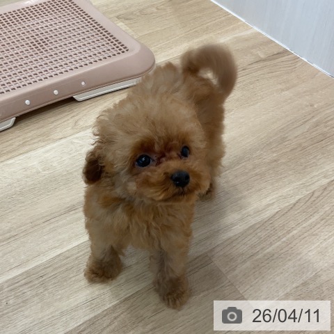 愛知県のトイプードル(トイ) (ペットプラス 熱田店/2026年1月19日生まれ/男の子/アプリコット)の子犬の3枚目の画像