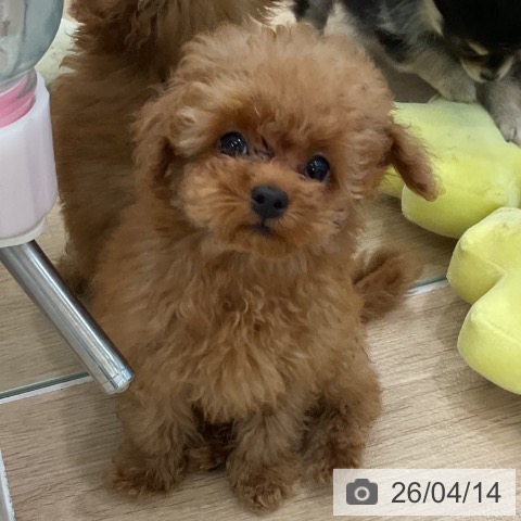 愛知県のトイプードル(トイ) (ペットプラス 熱田店/2026年1月19日生まれ/男の子/アプリコット)の子犬の3枚目の画像