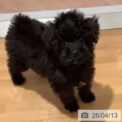 愛知県のトイプードル(トイ) (ペットプラス 名古屋茶屋店/2026年1月19日生まれ/男の子/ブラック)の子犬の3枚目の画像