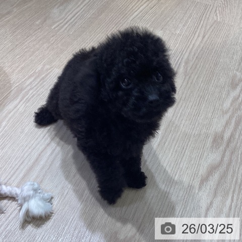 トイ・プードルの写真