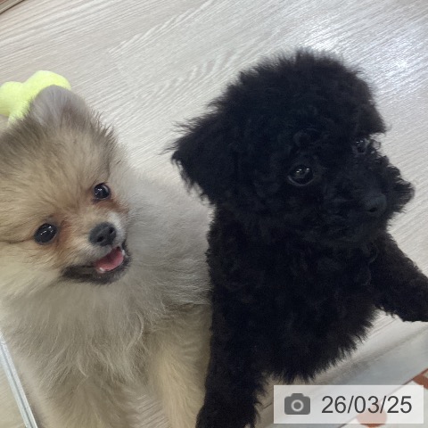 トイ・プードルの写真