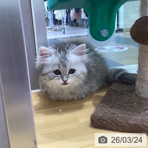 香川県のペルシャ (ペットプラス 綾川店/2026年1月13日生まれ/女の子/チンチラシルバー)の子猫の4枚目の画像