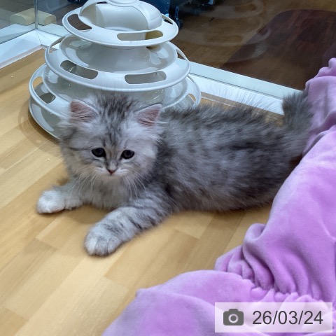 香川県のペルシャ (ペットプラス 綾川店/2026年1月13日生まれ/女の子/チンチラシルバー)の子猫の3枚目の画像