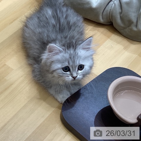 香川県のペルシャ (ペットプラス 綾川店/2026年1月13日生まれ/女の子/チンチラシルバー)の子猫の3枚目の画像