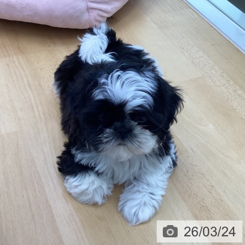 シー・ズーの写真