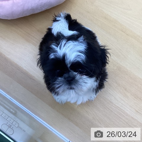 シー・ズーの写真