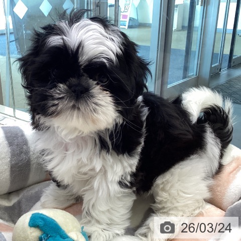 シー・ズーの写真